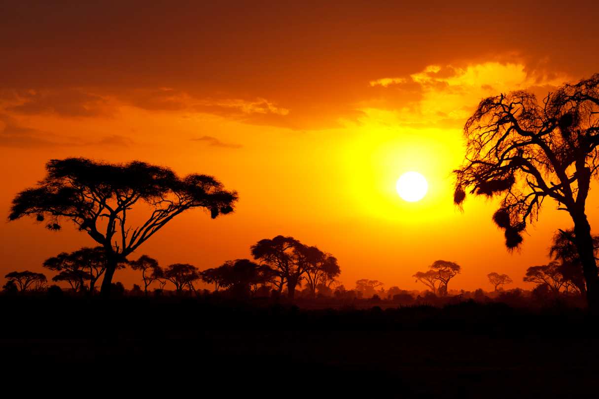 Acacia trees on a plain in front of an orange sky at sunset in the Masai Mara, Kenya
