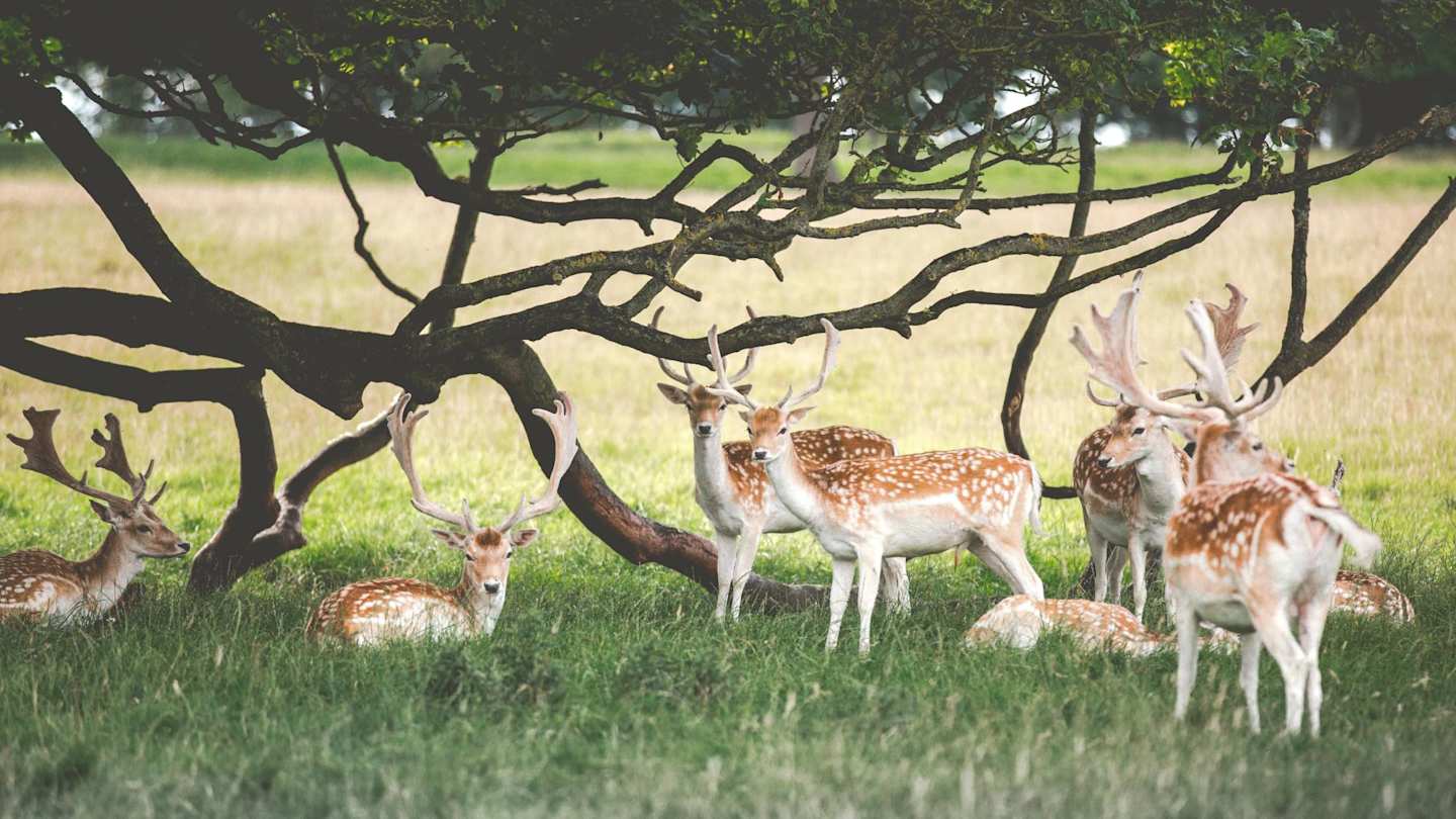 A group of deer grazing grass below a tree at Chatsworth House, Peak District, England, UK