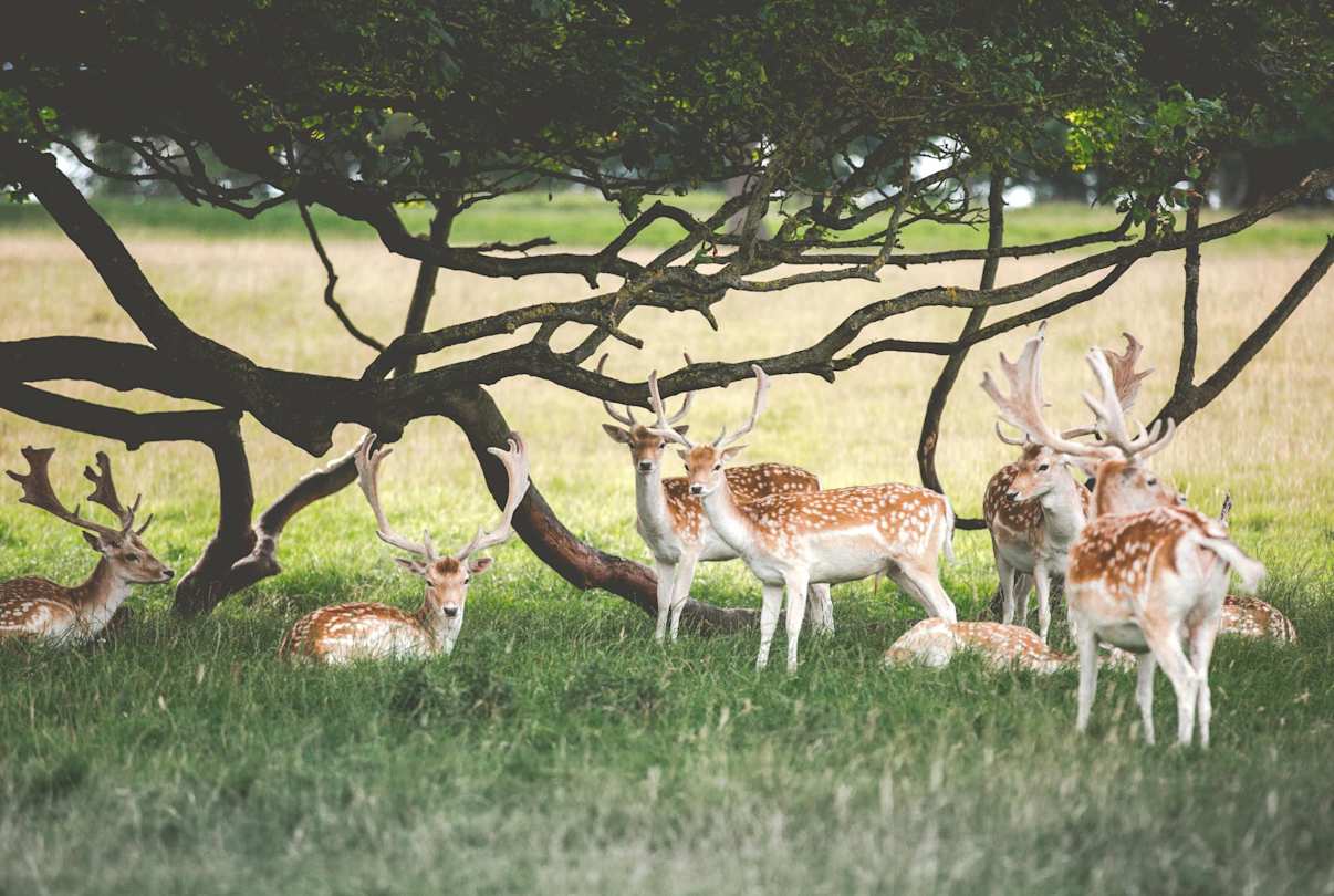 A group of deer grazing grass below a tree at Chatsworth House, Peak District, England, UK