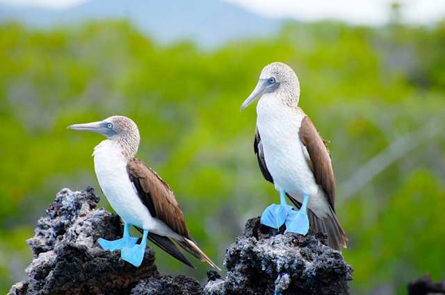Two Blue Footed Boobies standing on rocks, Galapagos Islands, Ecuador