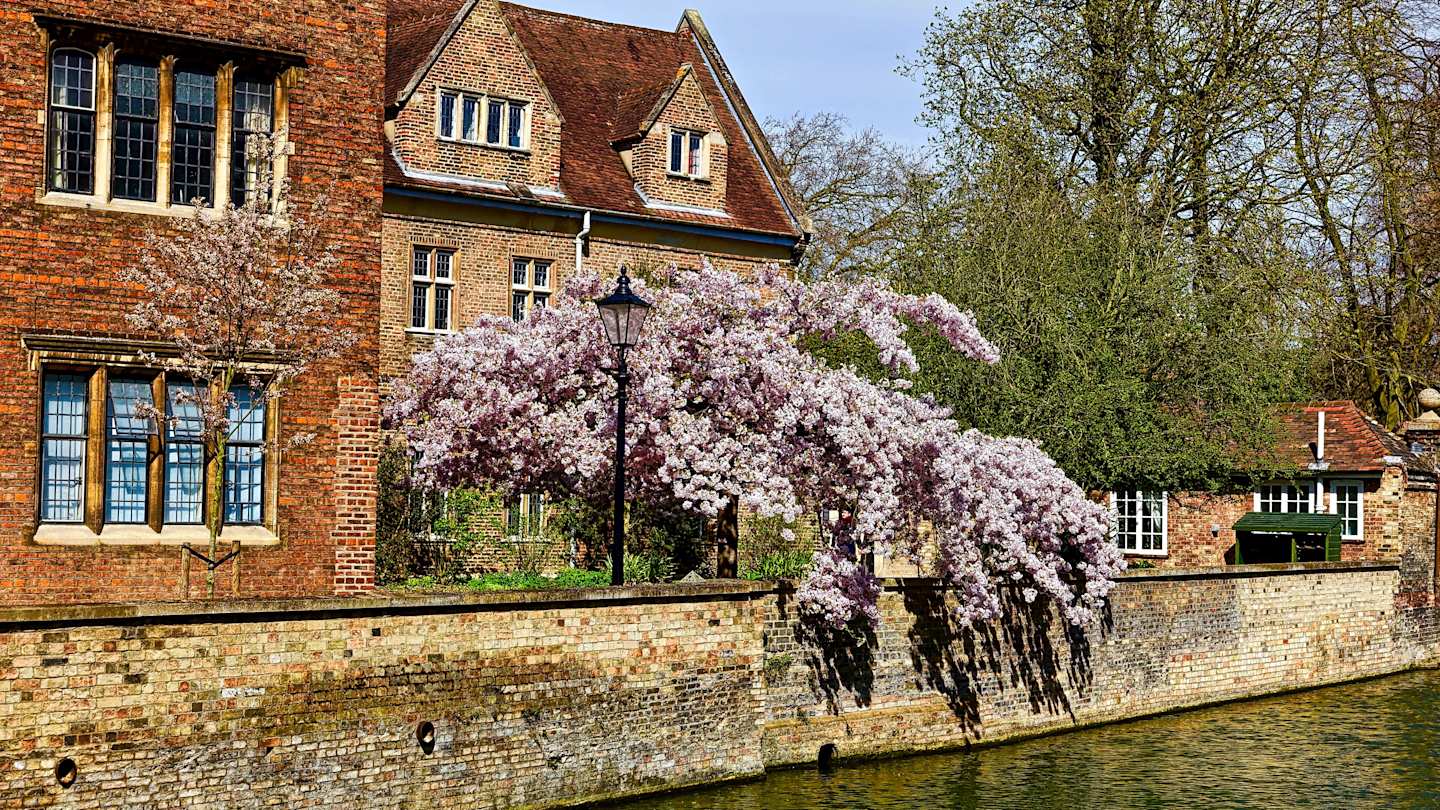 Blossoms on the canal in Cambridge, UK