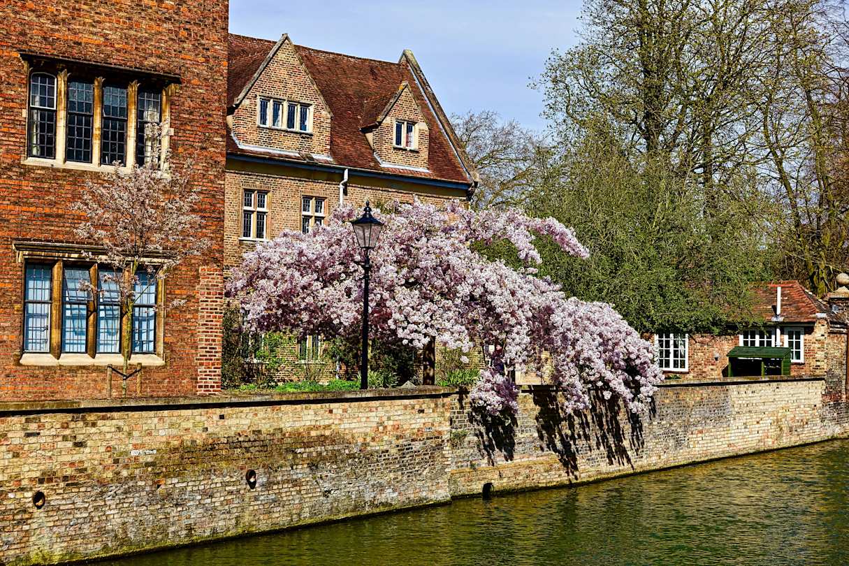 Blossoms on the canal in Cambridge, UK