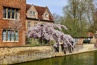 Blossoms overhanging the canal, Cambridge, UK