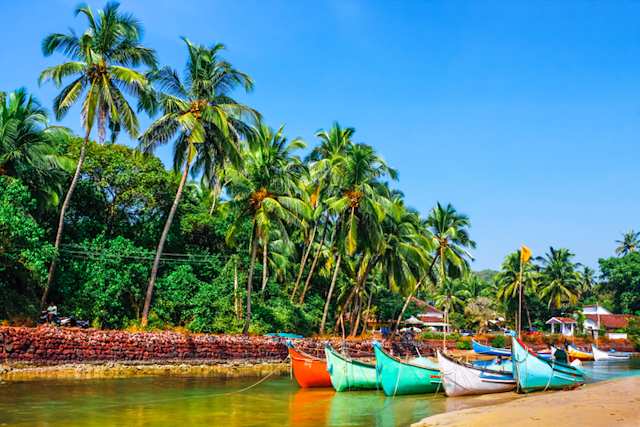 Different coloured kayaks in a river by tall palm trees in Goa, India
