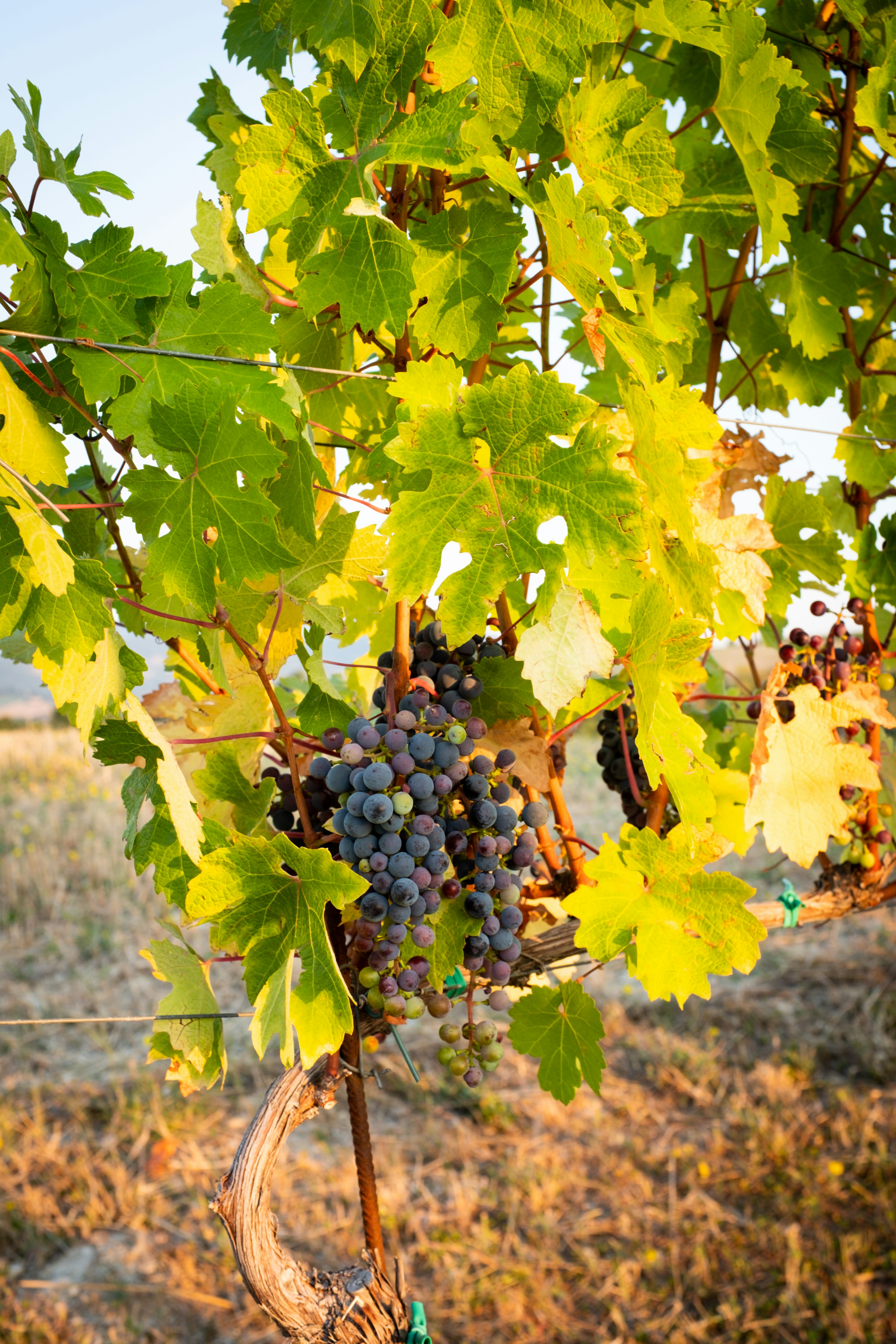 Grape clusters hanging from vines in a Marche vineyard at sunset, Tuscany, Italy