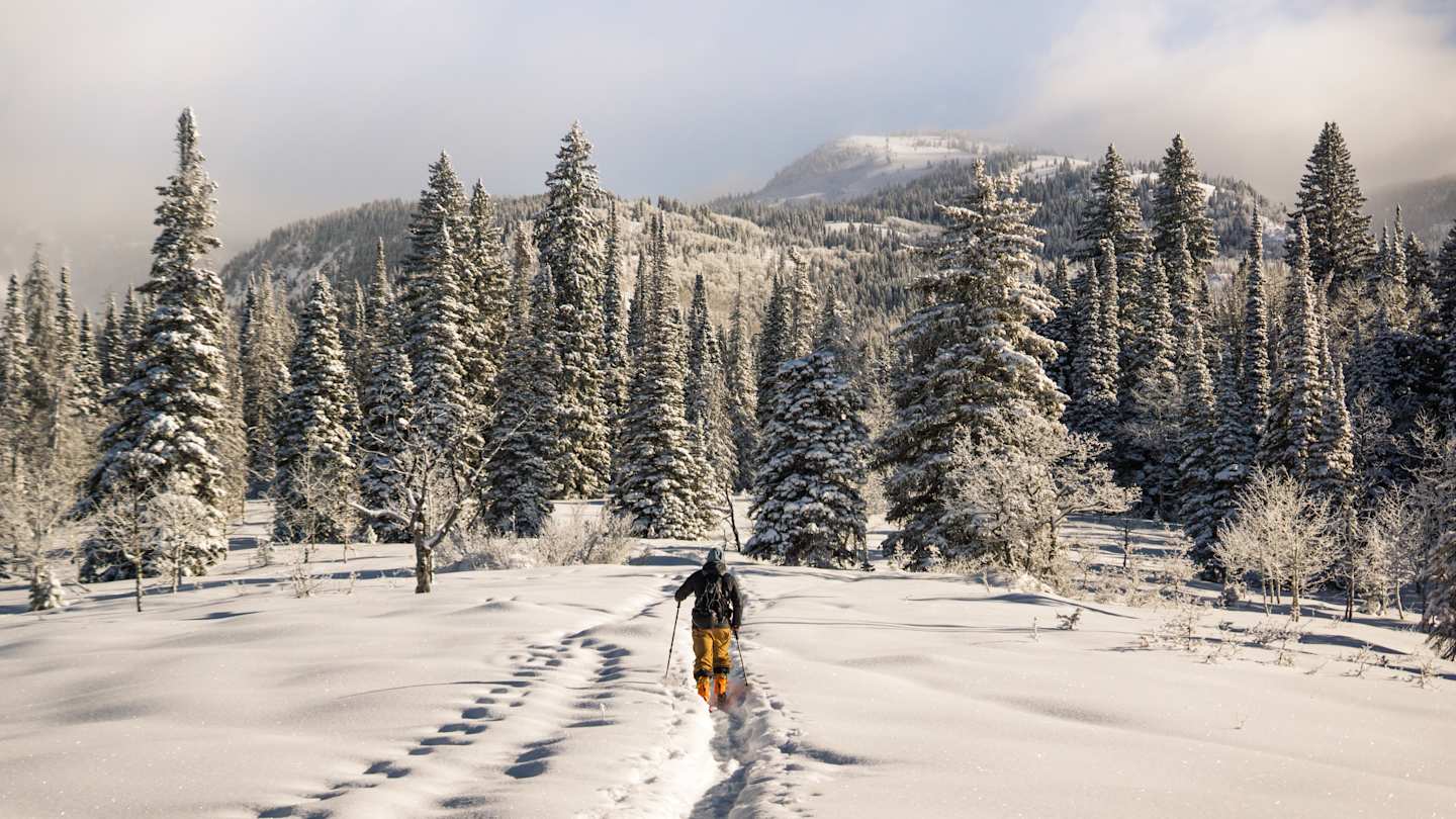 Person skiing among trees in Steamboat Springs, Colorado, USA