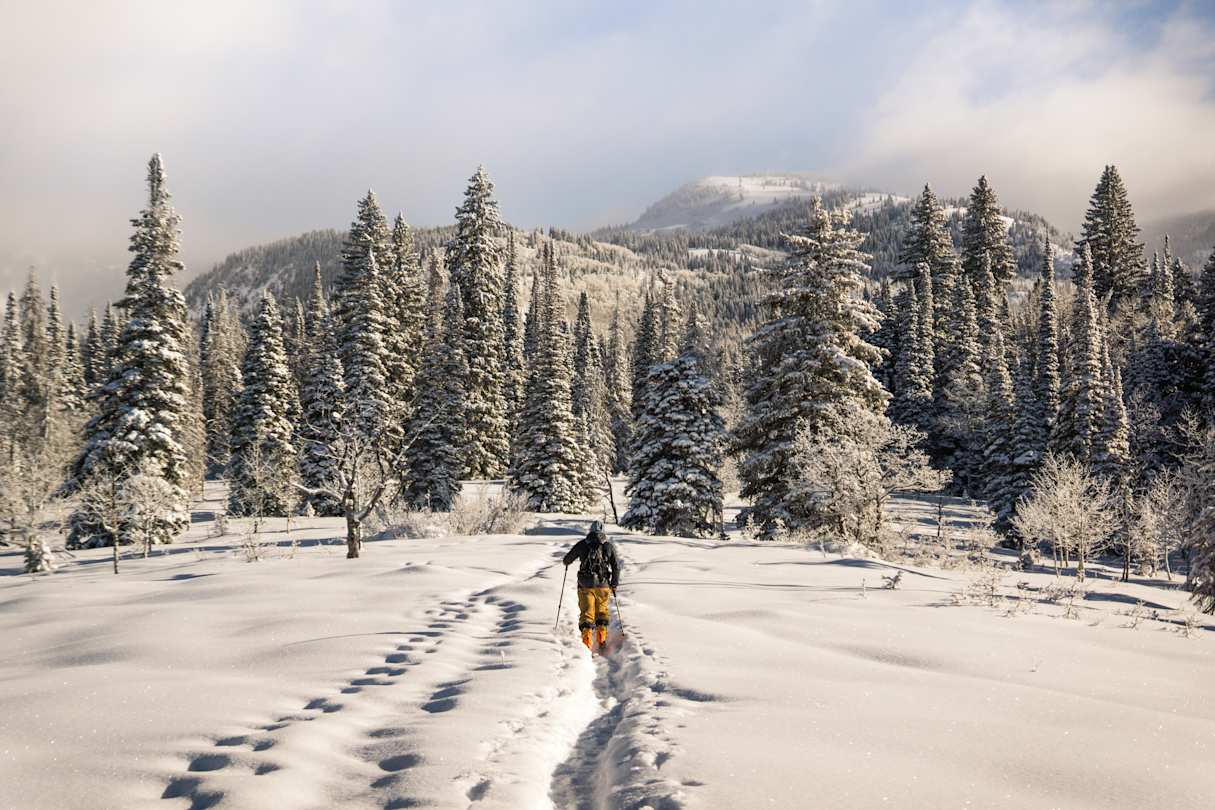 Person skiing among trees in Steamboat Springs, Colorado, USA