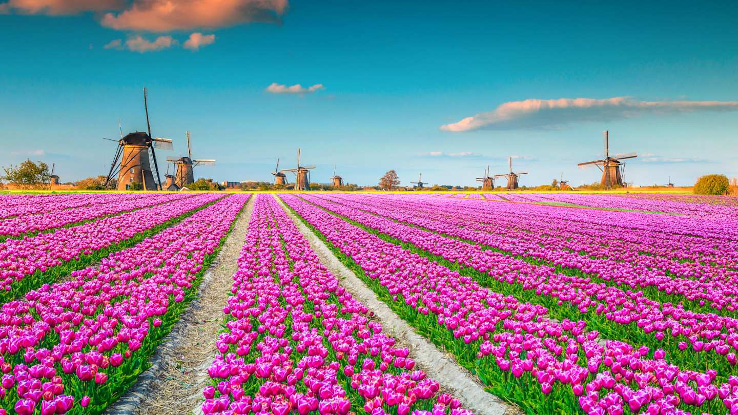 A large field full of purple tulips in front of traditional windmills in spring, Kinderdijk, Netherlands