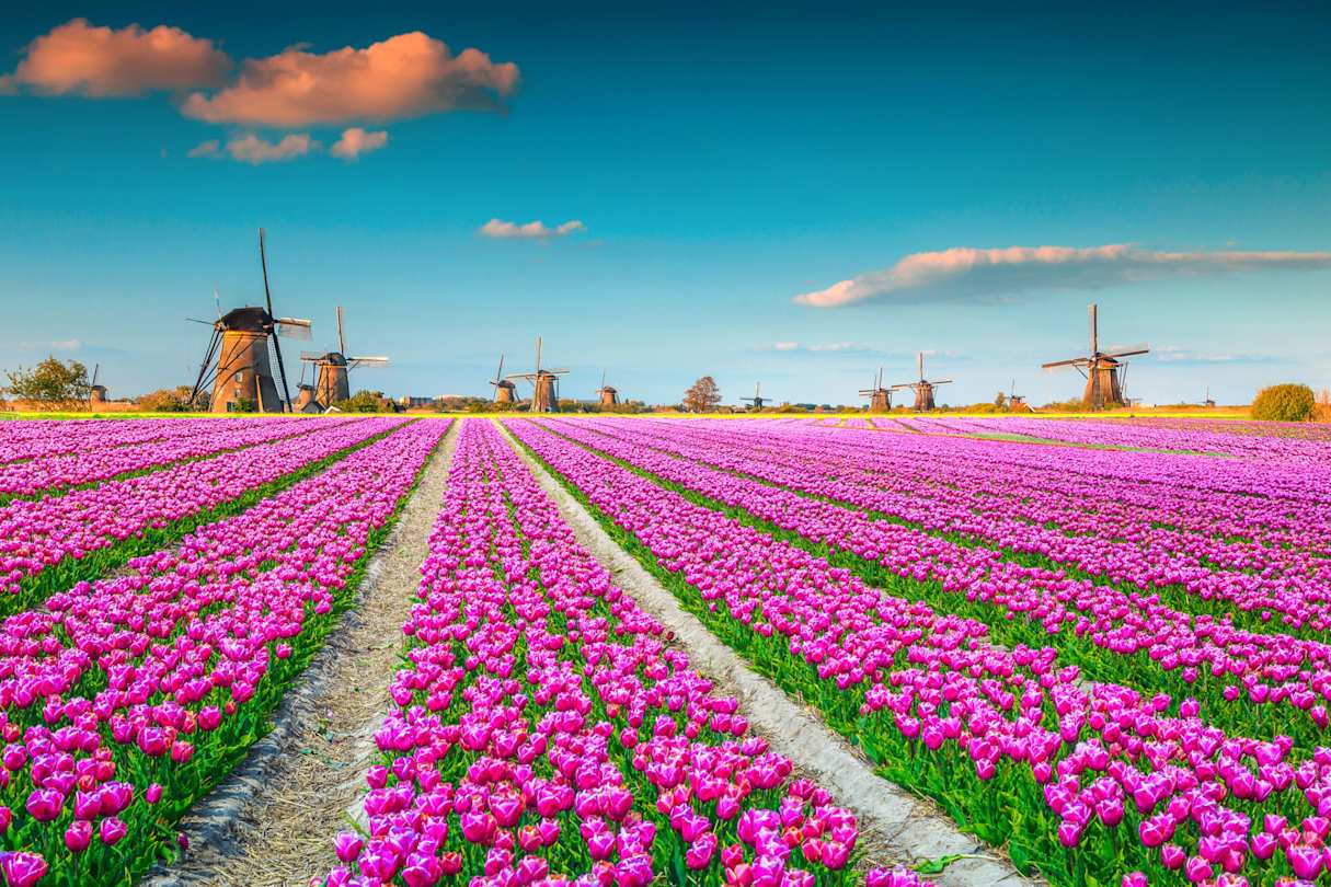 A large field full of purple tulips in front of traditional windmills in spring, Kinderdijk, Netherlands