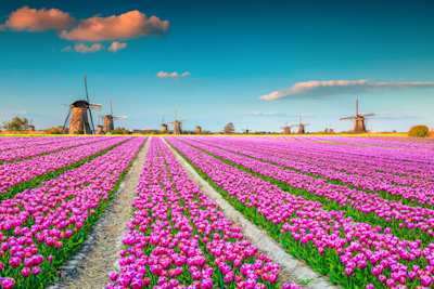 A large field full of purple tulips in front of traditional windmills in spring, Kinderdijk, Netherlands