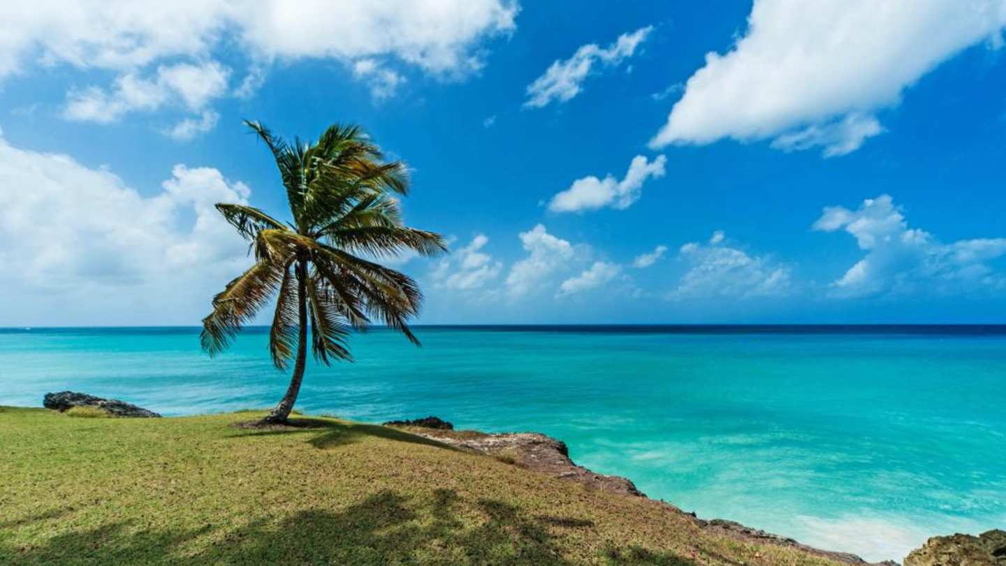 A single palm tree at the edge of a green cliff overlooking the blue sea in Barbados