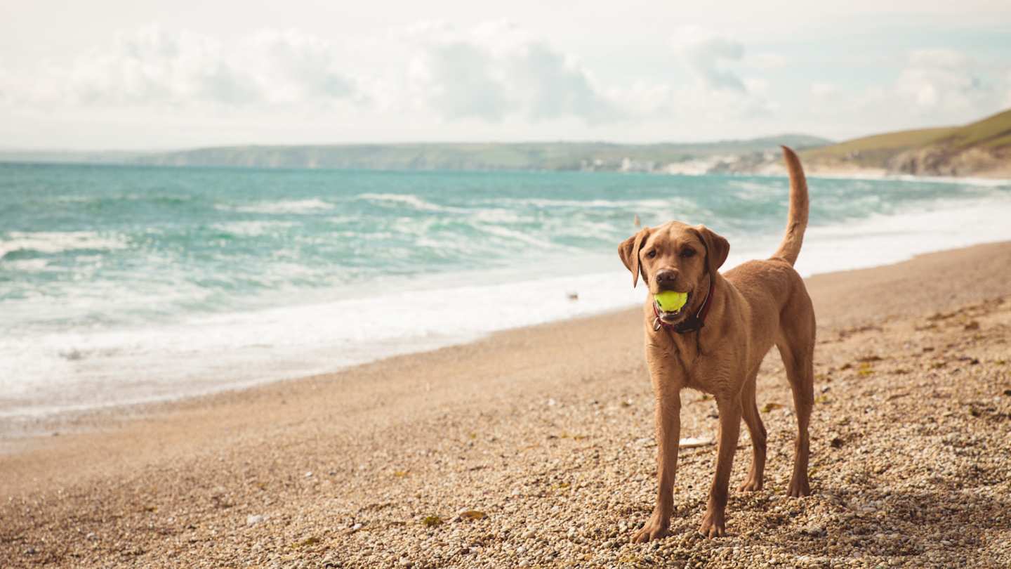 A yellow Labrador retriever dog standing on a Cornish beach playing with a ball in its mouth, Cornwall, UK