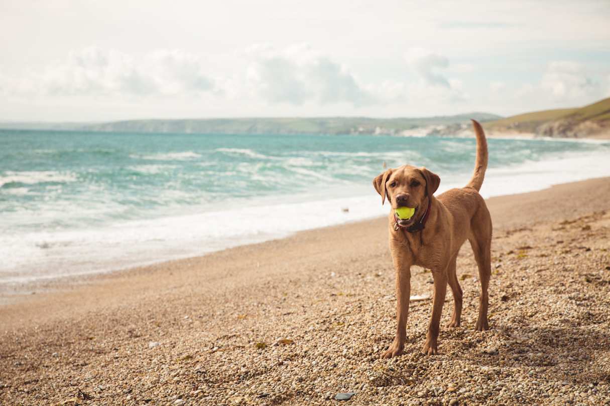 A yellow Labrador retriever dog standing on a Cornish beach playing with a ball in its mouth, Cornwall, UK