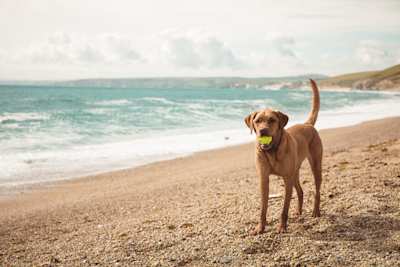 A yellow Labrador retriever dog standing on a Cornish beach playing with a ball in its mouth, Cornwall, UK