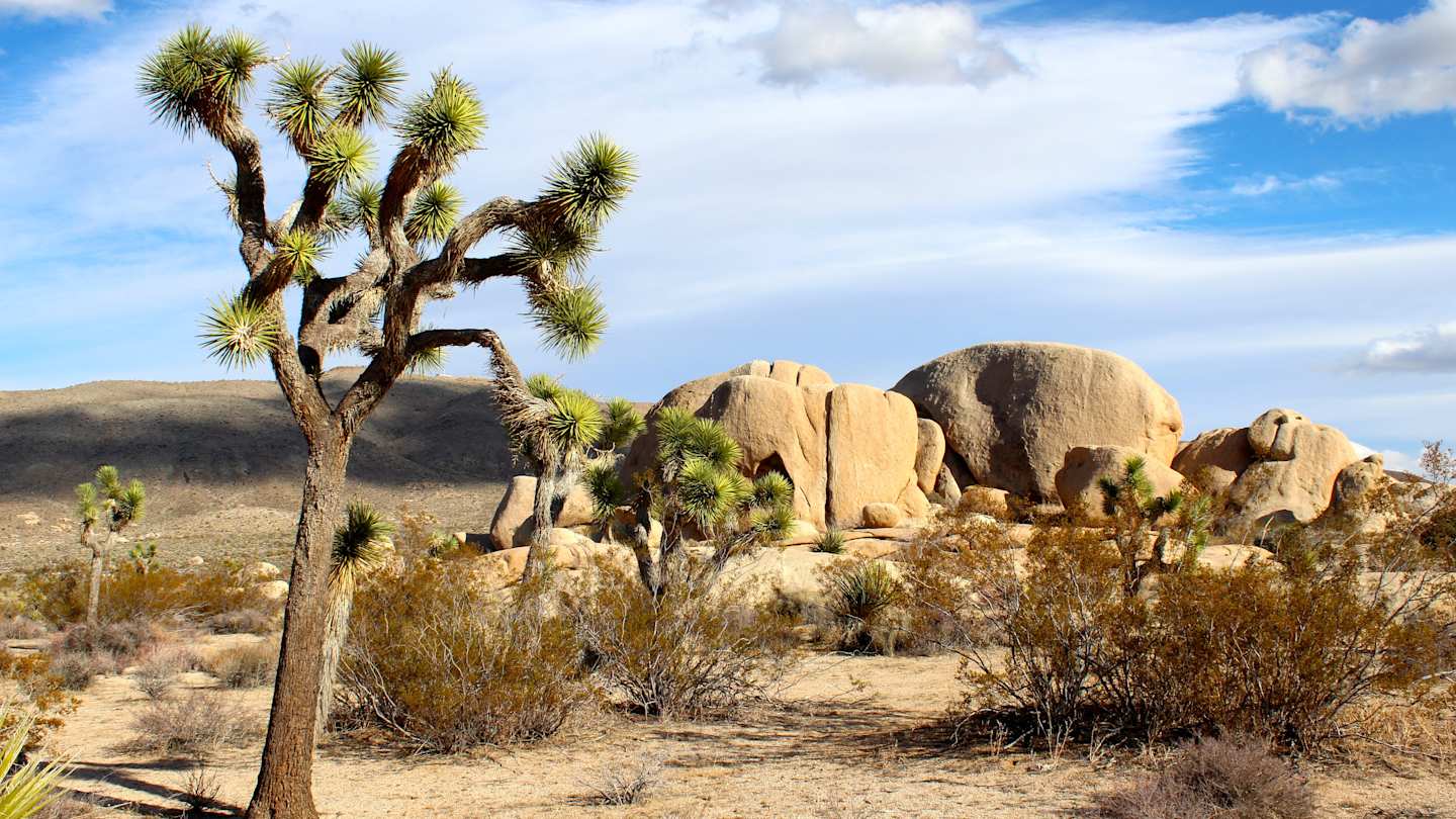 Landscape in Joshua Tree National Park, California, USA