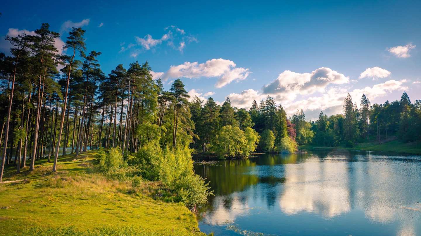 Green grass and trees next to a clear body of water on a sunny day in the Lake District, England, UK