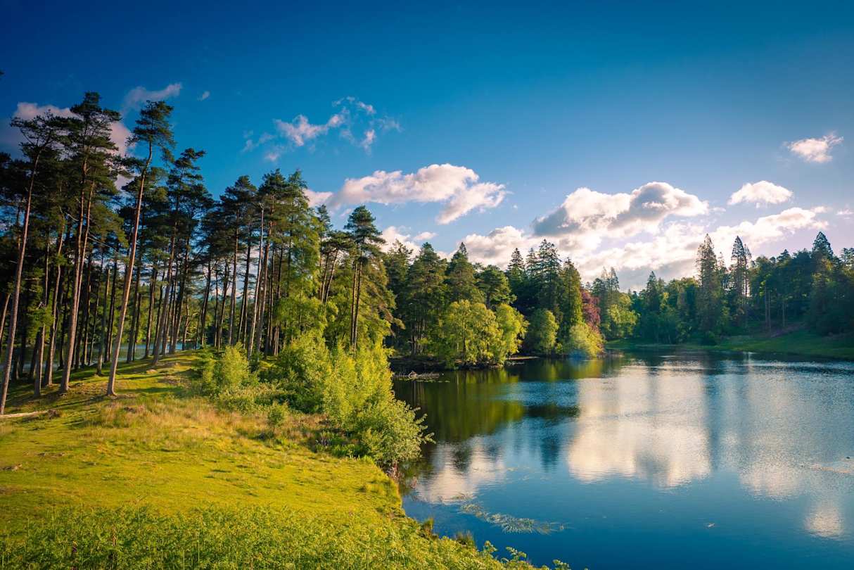 Green grass and trees next to a clear body of water on a sunny day in the Lake District, England, UK
