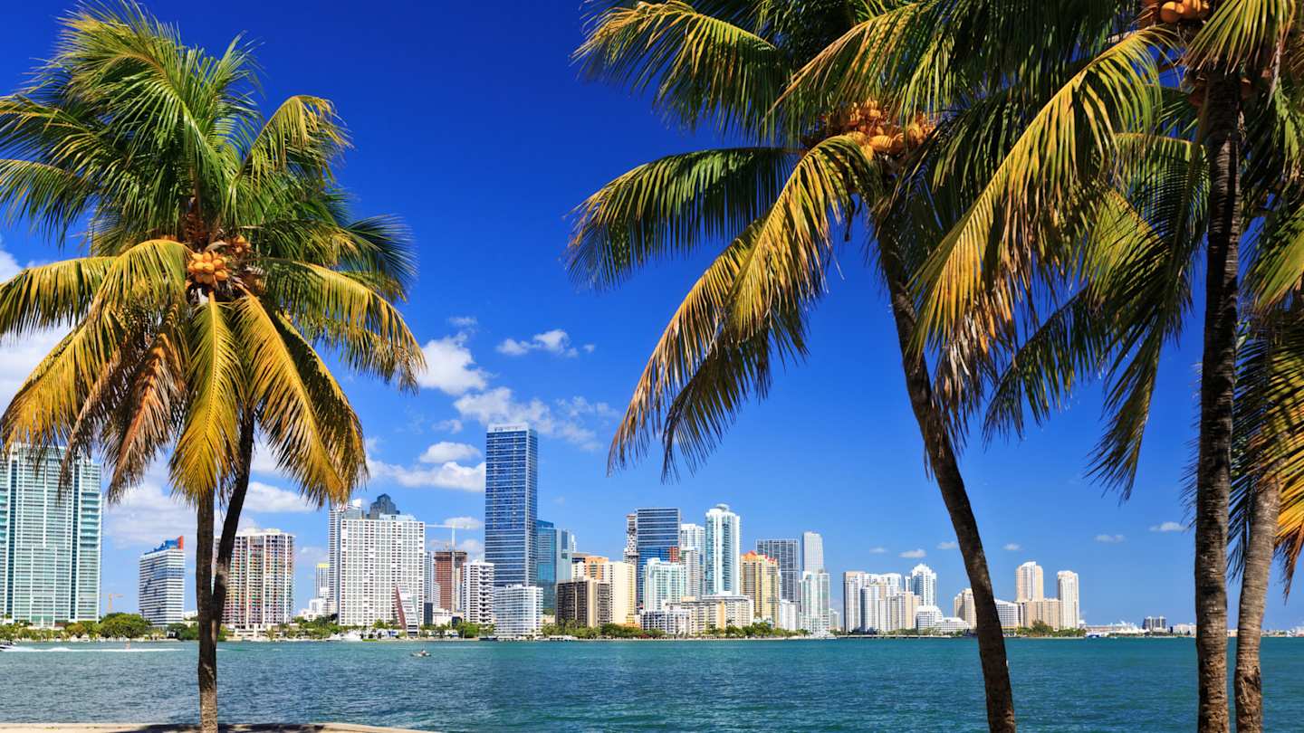 Miami skyline with palm trees in the winter