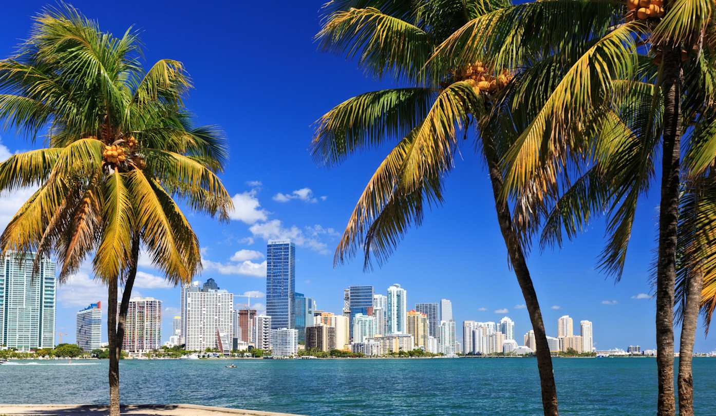 Miami skyline with palm trees in the winter