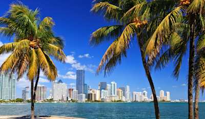 Miami skyline with palm trees in the winter