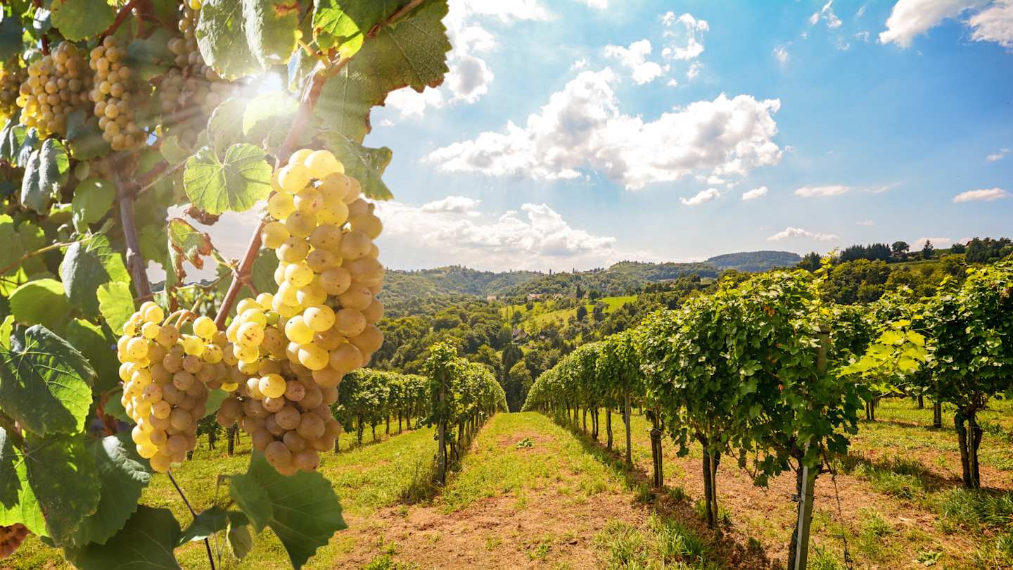 A close up view of green grapes growing in a large vineyard in Tuscany, Italy