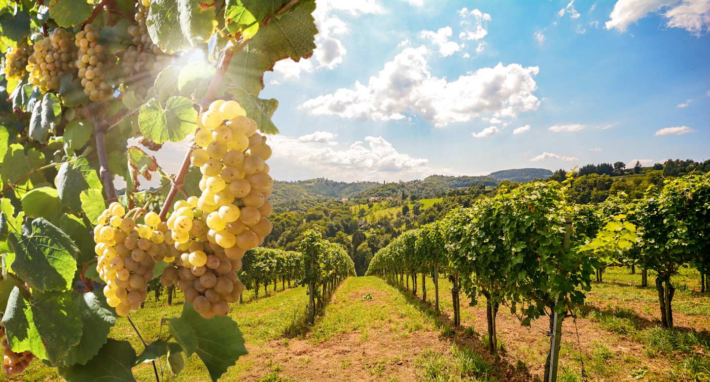 A close up view of green grapes growing in a large vineyard in Tuscany, Italy