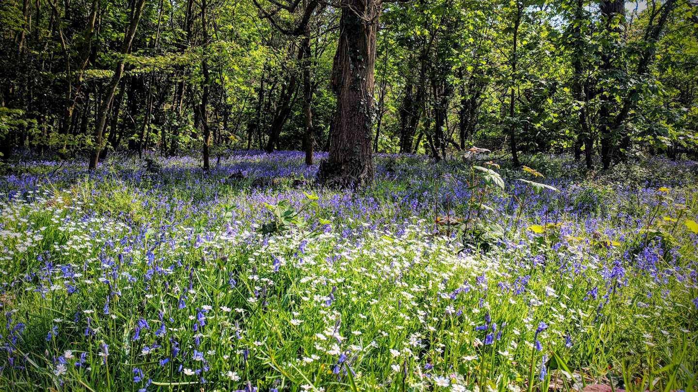 A field of bluebells and long grass in Taunton, Somerset