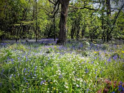 A field of bluebells and long grass in Taunton, Somerset