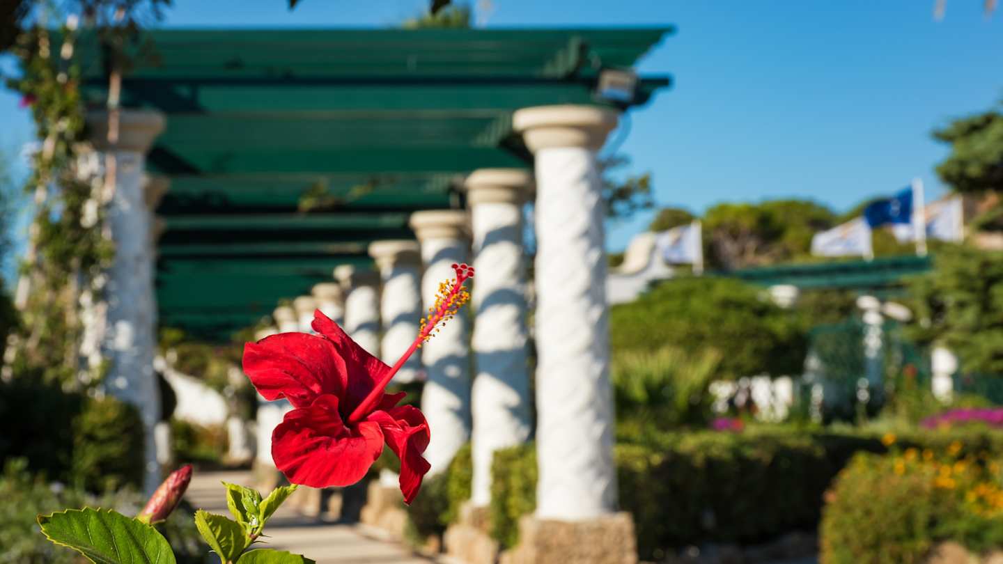A close up view of a red flower in front of white pillars and green plants at a building in Rhodes, Greece