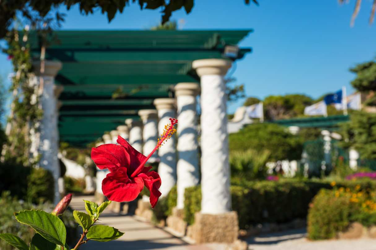 A close up view of a red flower in front of white pillars and green plants at a building in Rhodes, Greece