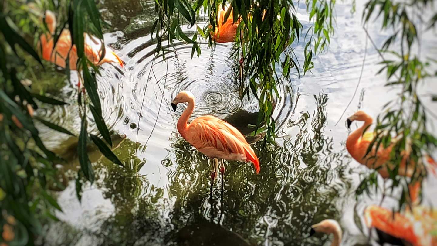 Flamingos at Colchester Zoo, England