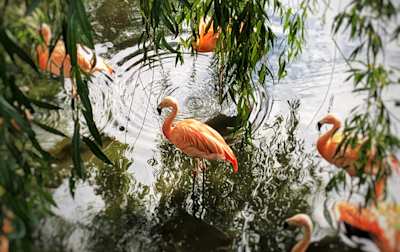 Flamingos at Colchester Zoo, England