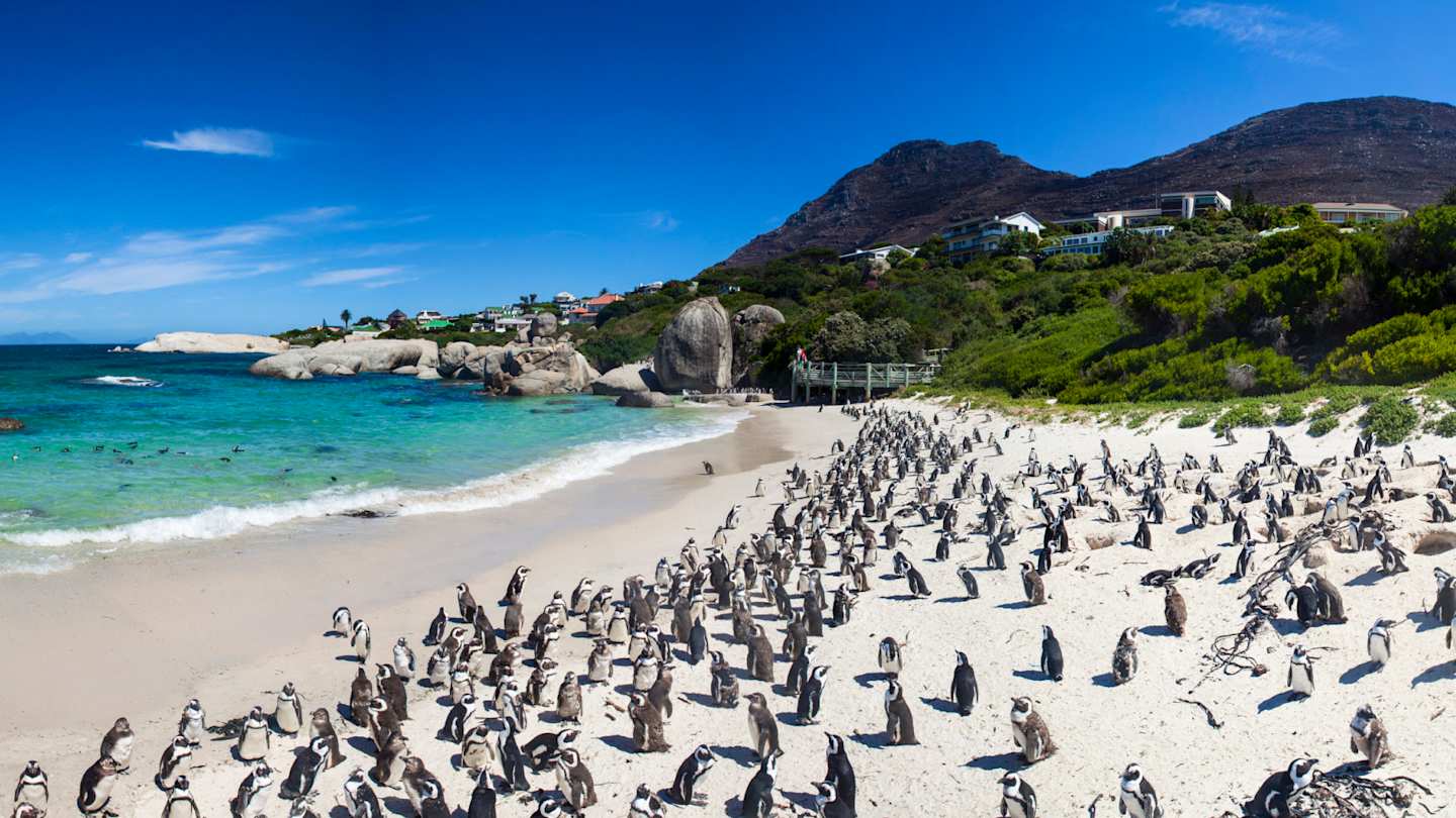 Boulders beach with penguins in Cape Town, South Africa