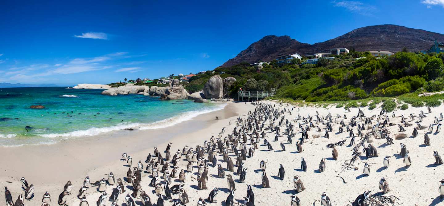 Boulders beach with penguins in Cape Town, South Africa