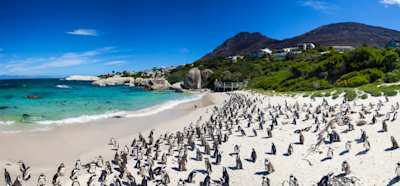 Boulders beach with penguins in Cape Town, South Africa