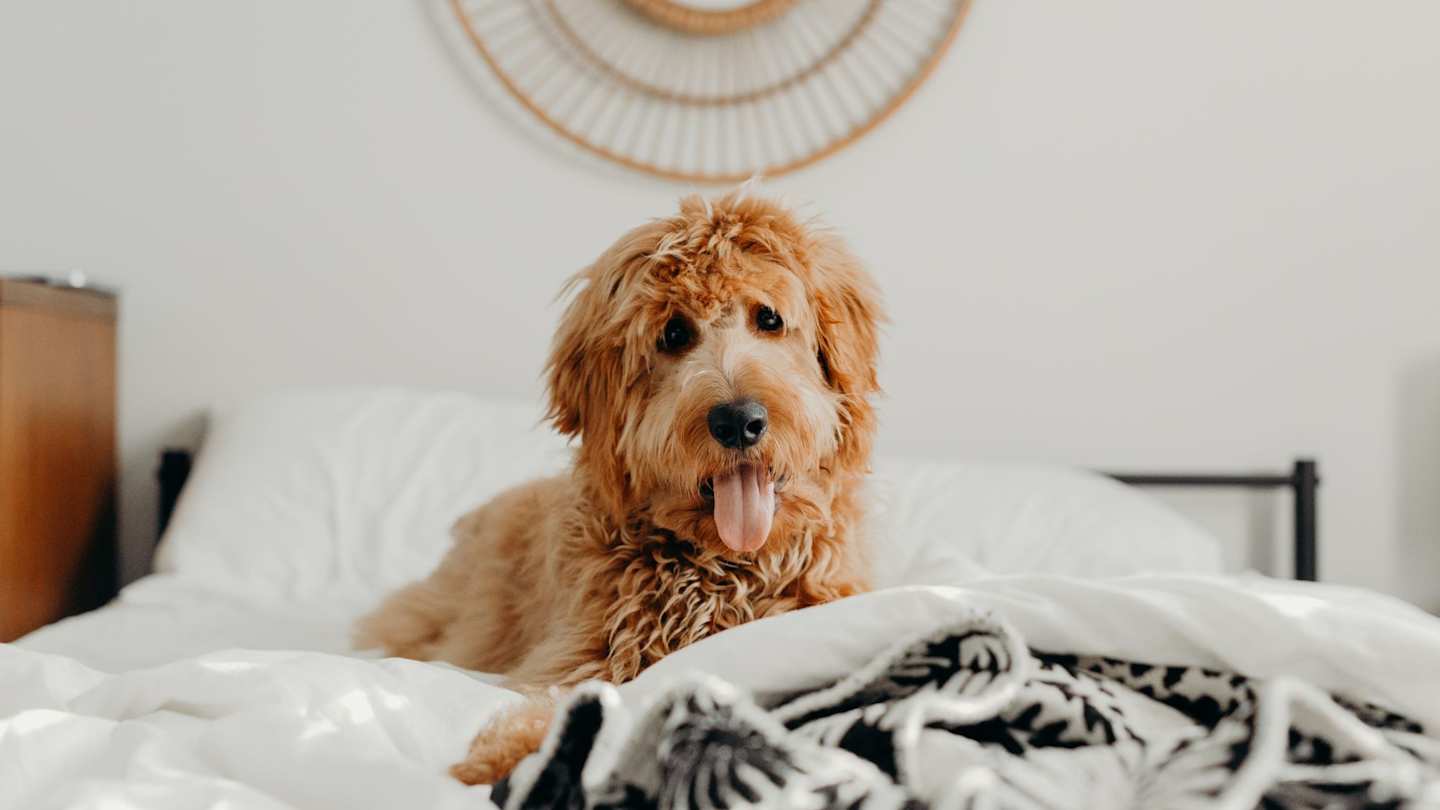 A short-haired brown dog laying on a bed with a blanket in a dog-friendly cottage