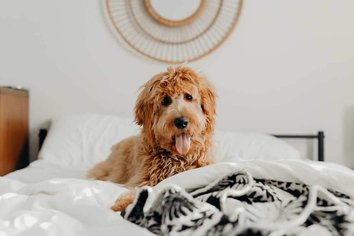 A short-haired brown dog laying on a bed with a blanket in a dog-friendly cottage