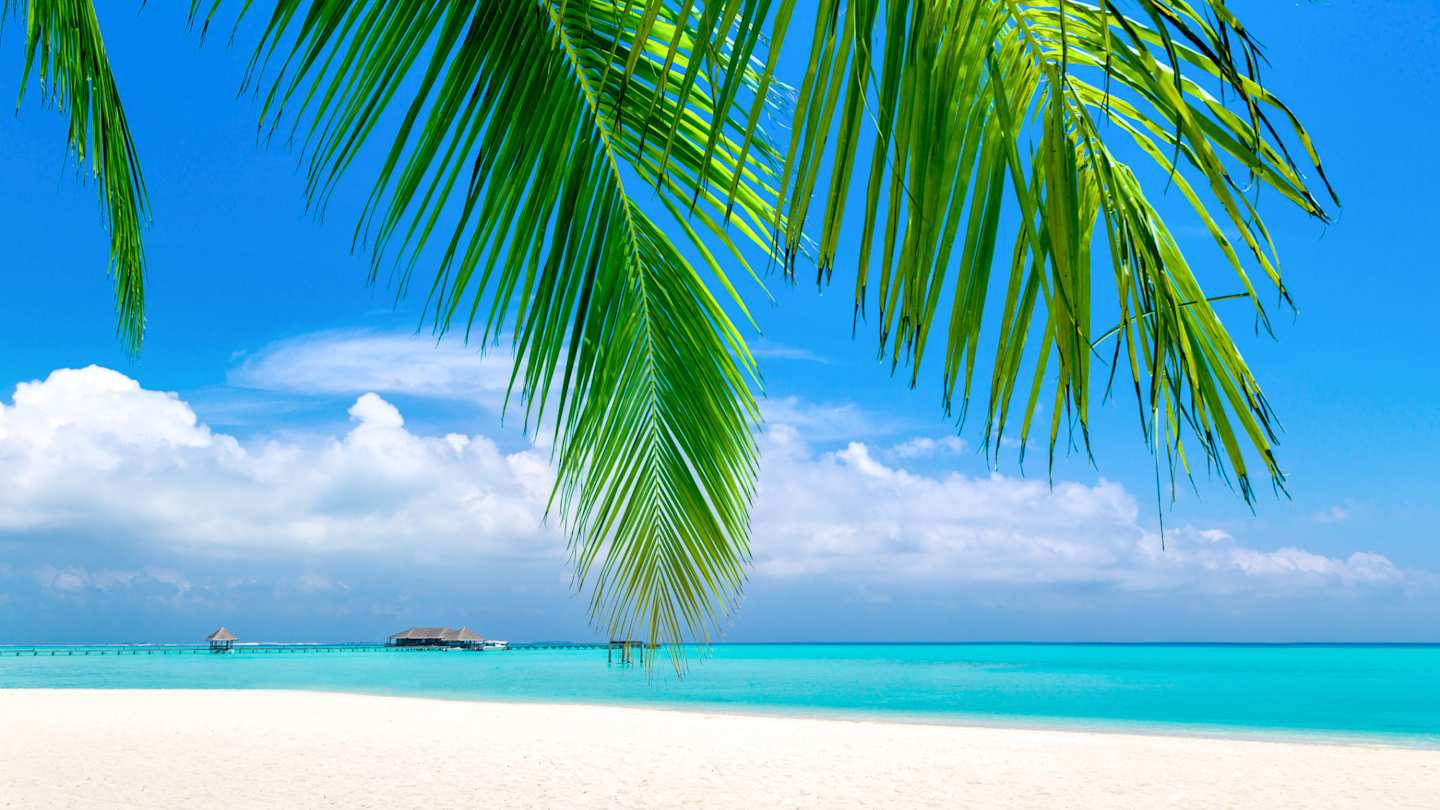 A large green palm tree leaf blocking the view of white sand and clear blue water at a beach in Bora Bora
