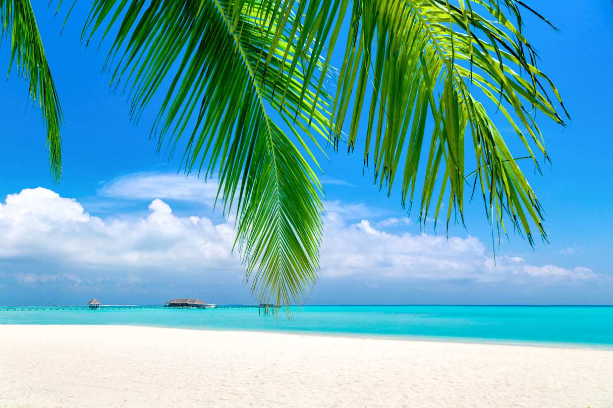 A large green palm tree leaf blocking the view of white sand and clear blue water at a beach in Bora Bora