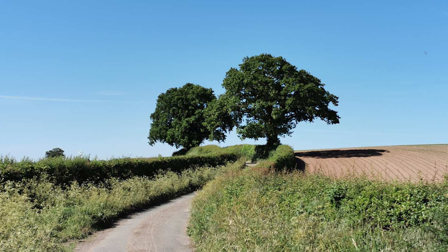 A country road and two green trees in the Shropshire countryside, England, UK