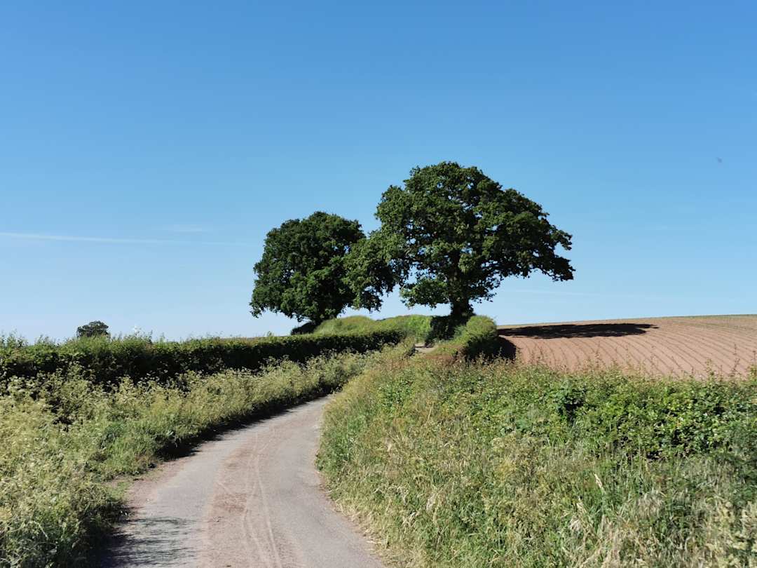 A country road and two green trees in the Shropshire countryside, England, UK