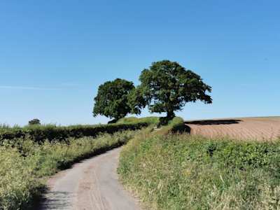 A country road and two green trees in the Shropshire countryside, England, UK