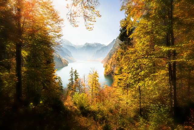 Tall green and yellow trees in front of distant mountains at the National Park Berchtesgaden, Bavaria, Germany
