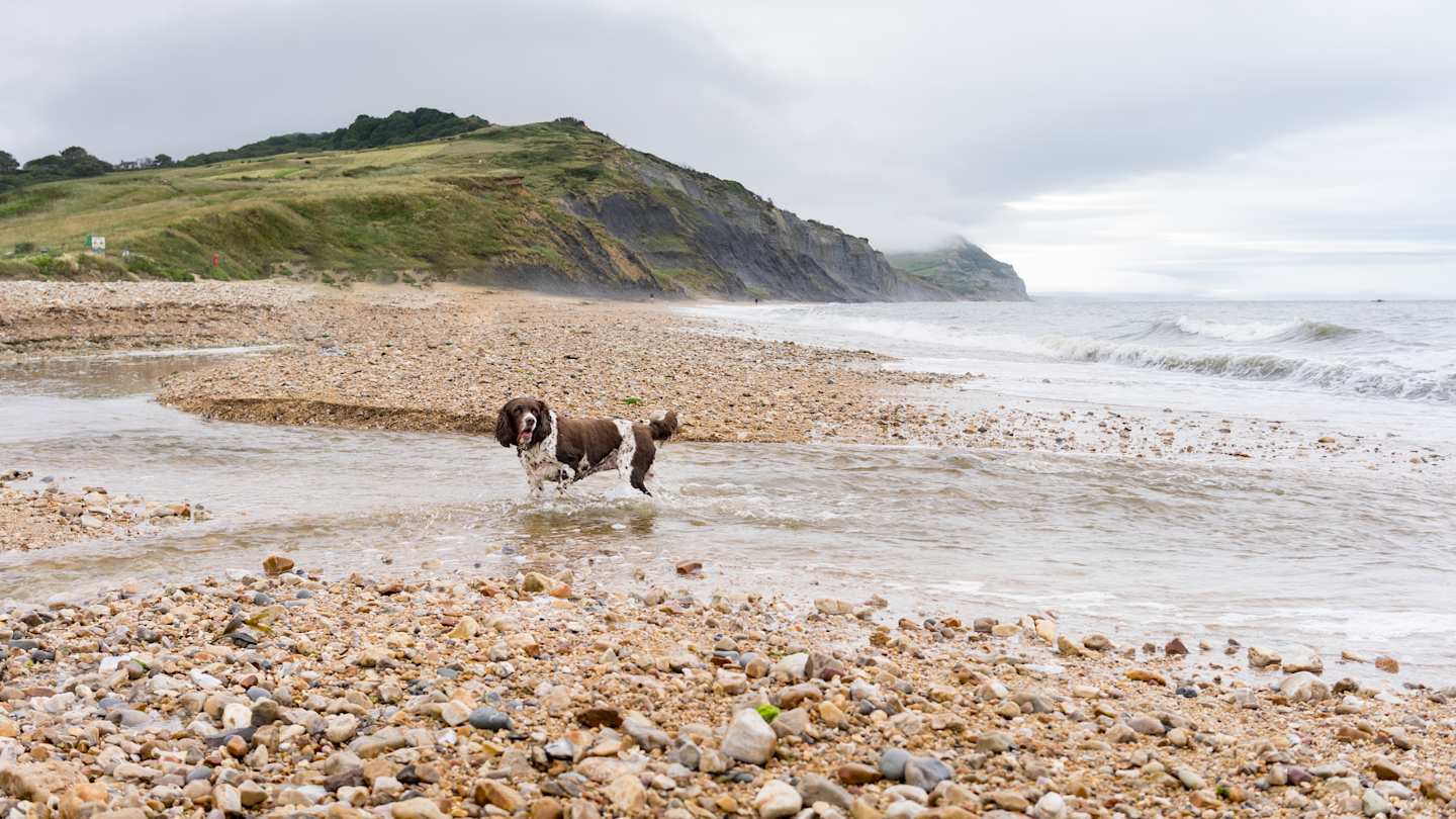 Large Munsterlander dog playing in the water at a pebble beach in Charmouth, Dorset, UK