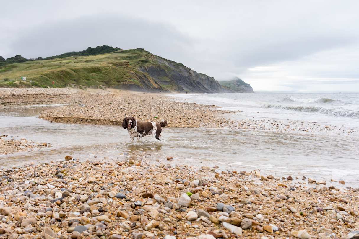 Large Munsterlander dog playing in the water at a pebble beach in Charmouth, Dorset, UK