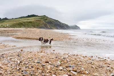 Large Munsterlander dog playing in the water at a pebble beach in Charmouth, Dorset, UK
