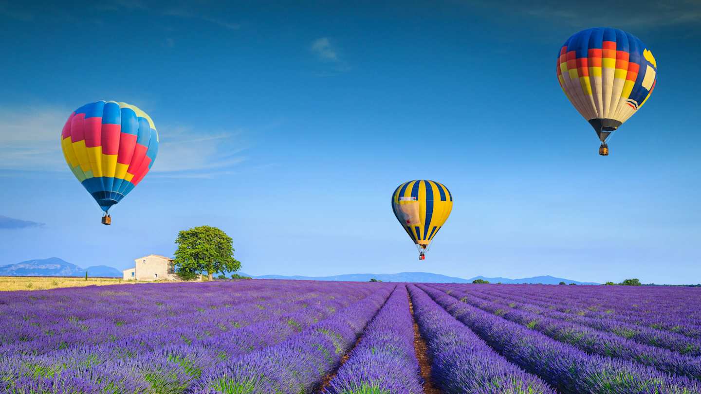 Three colourful hot air balloons flying low over a purple lavender field on a sunny day in June, Provence, France