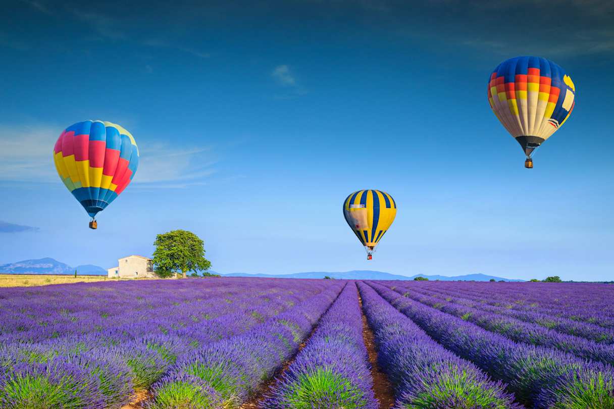 Three colourful hot air balloons flying low over a purple lavender field on a sunny day in June, Provence, France
