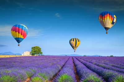 Three colourful hot air balloons flying low over a purple lavender field on a sunny day in June, Provence, France