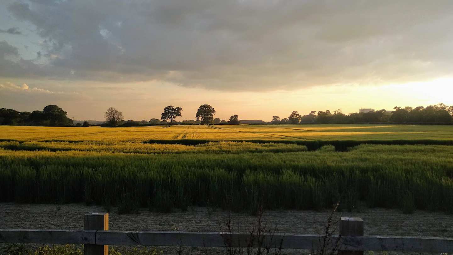 Field in Colchester, UK